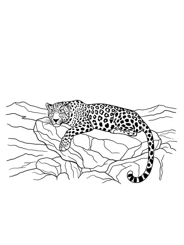 Leopard som ligger på klippe, underkategori
