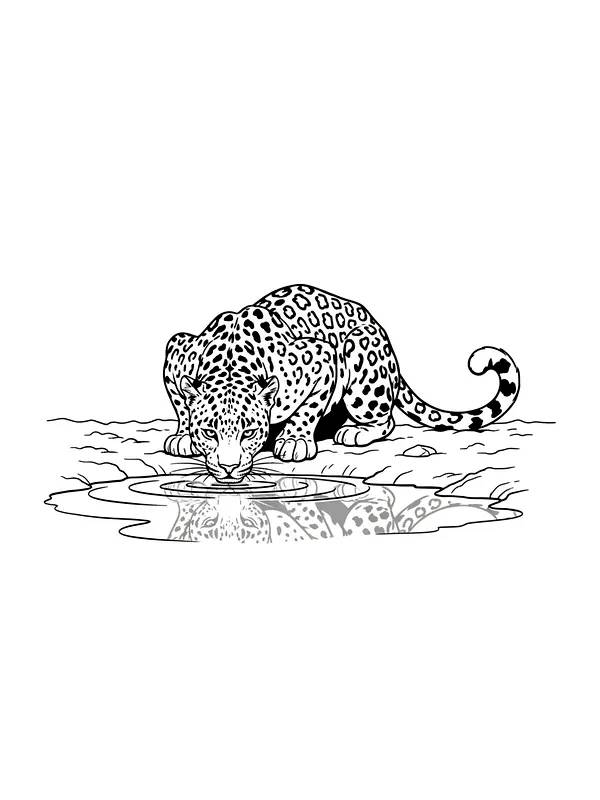 Leopard drikker vann, underkategori