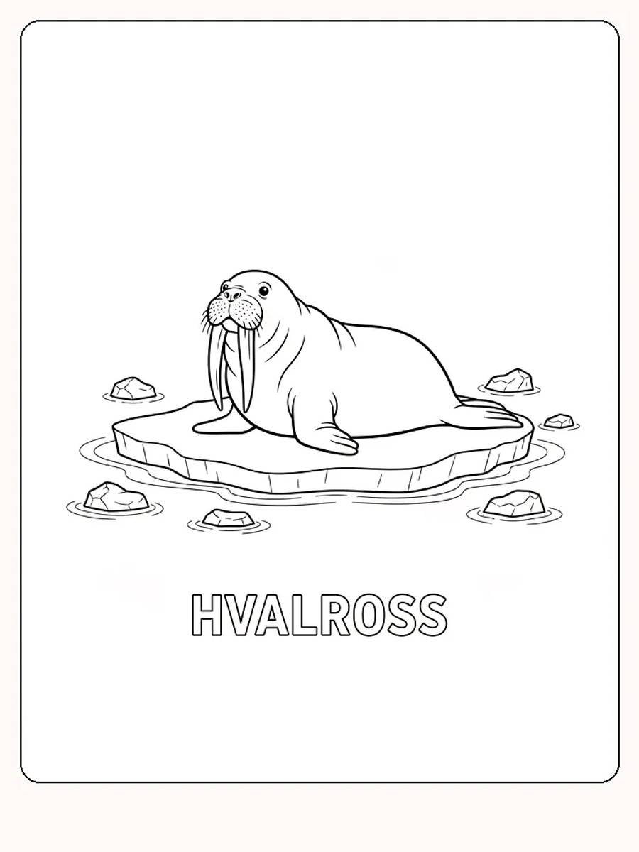 Fargeleggingstegning av en hvalross som ligger på et isflak, omgitt av vann og isbiter