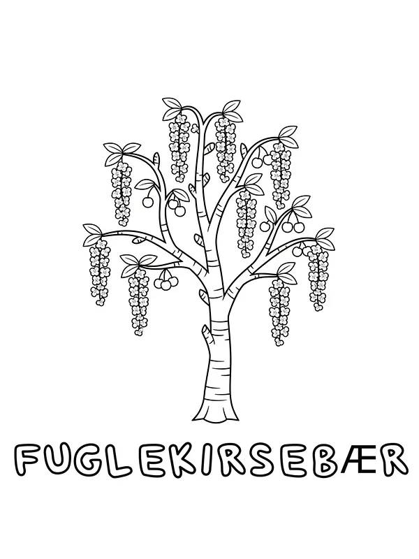 Illustrasjon av fuglekirsebærtre