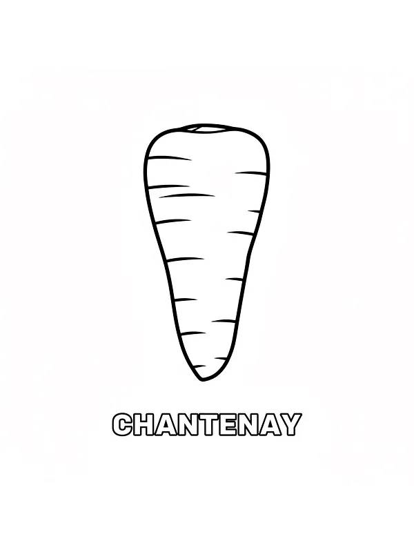 Chantenay-gulerod