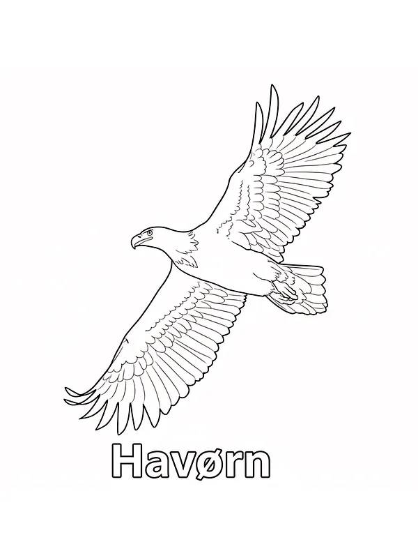 Havørn med utspilte vinger, underkategori