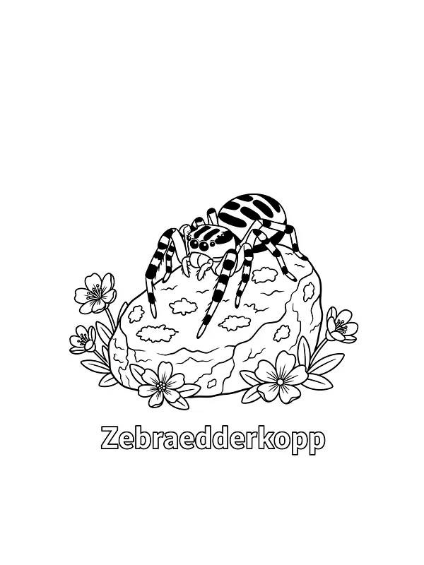 Zebraedderkop på sten, underkategori