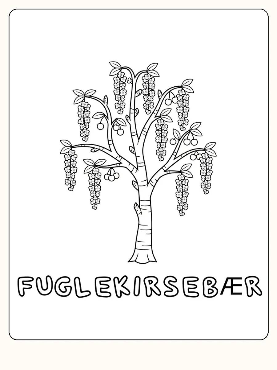 Fargeleggingsbilde av et fuglekirsebærtre med hengende grener og blader