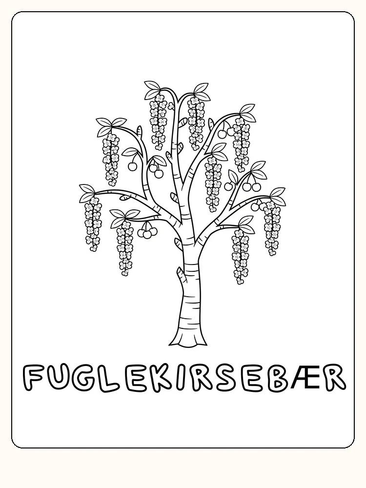 Fargeleggingsbilde av et fuglekirsebærtre med hengende grener og blader