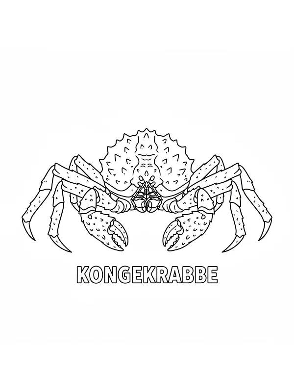 Tegning av kongekrabbe, underkategori