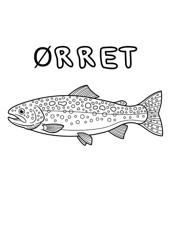 Ørret tegning