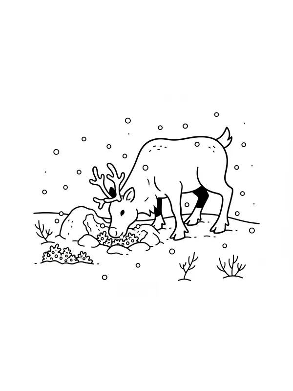 Rein i snøen, underkategori