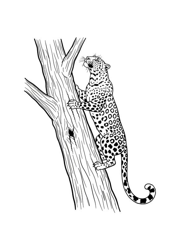 Leopard som klatrer i tre, underkategori