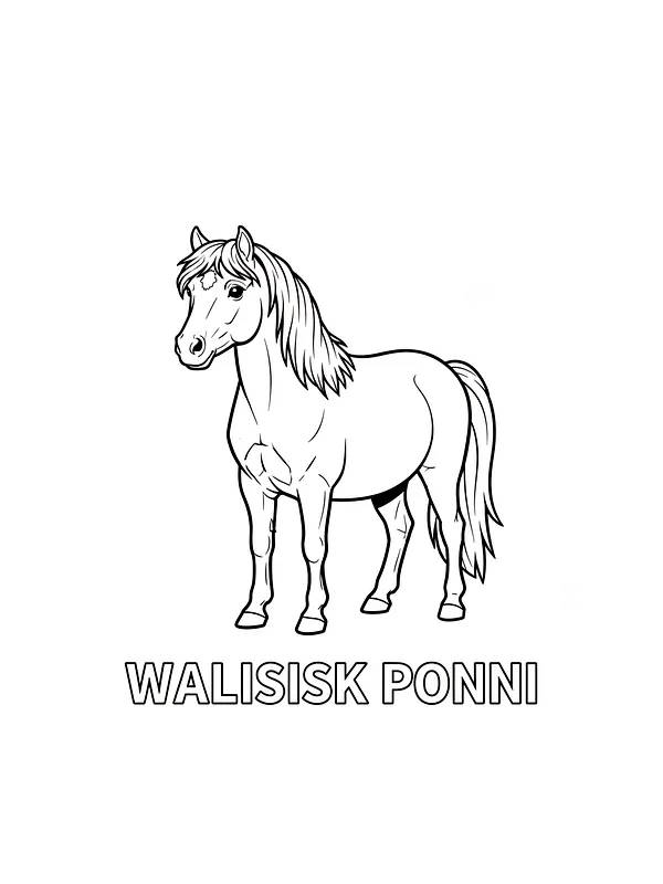 Walisisk ponni til fargelegging, underkategori