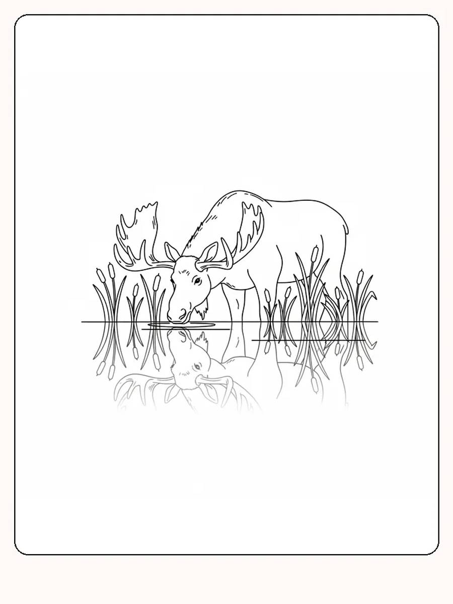 Tegning til farvelægning af en elg med spejlbillede i vandet, velegnet til print