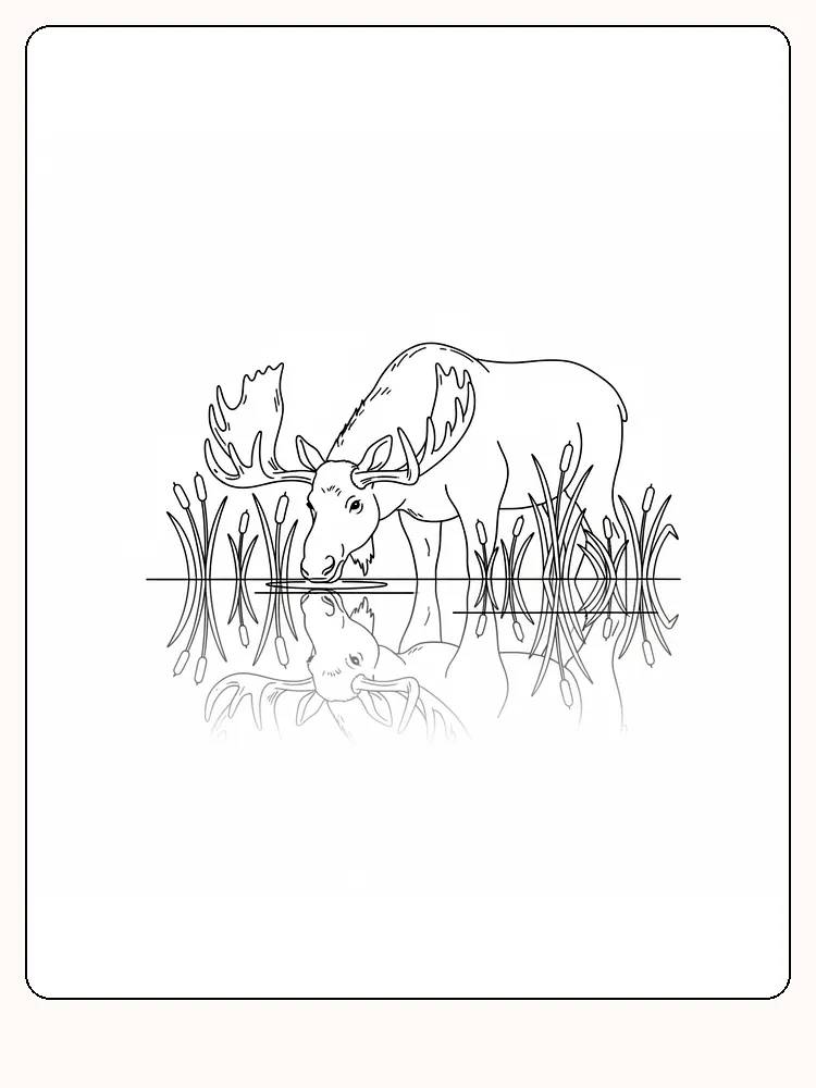 Tegning til farvelægning af en elg med spejlbillede i vandet, velegnet til print
