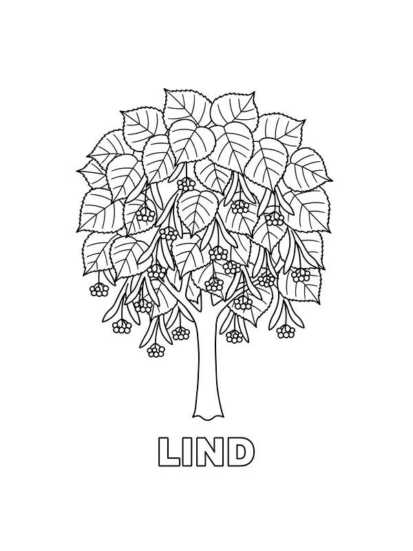Lindetre med blader