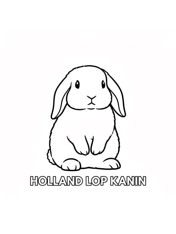 Holland Lop kanin sittende