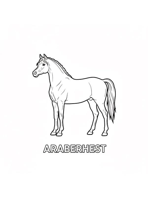 Profil av araberhest, underkategori