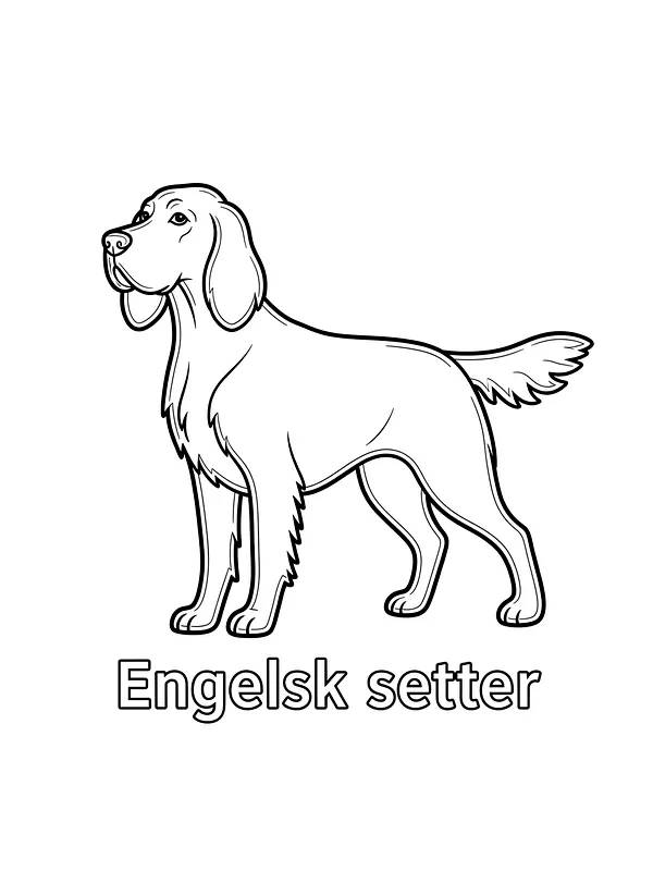 Engelsk setter hund, underkategori