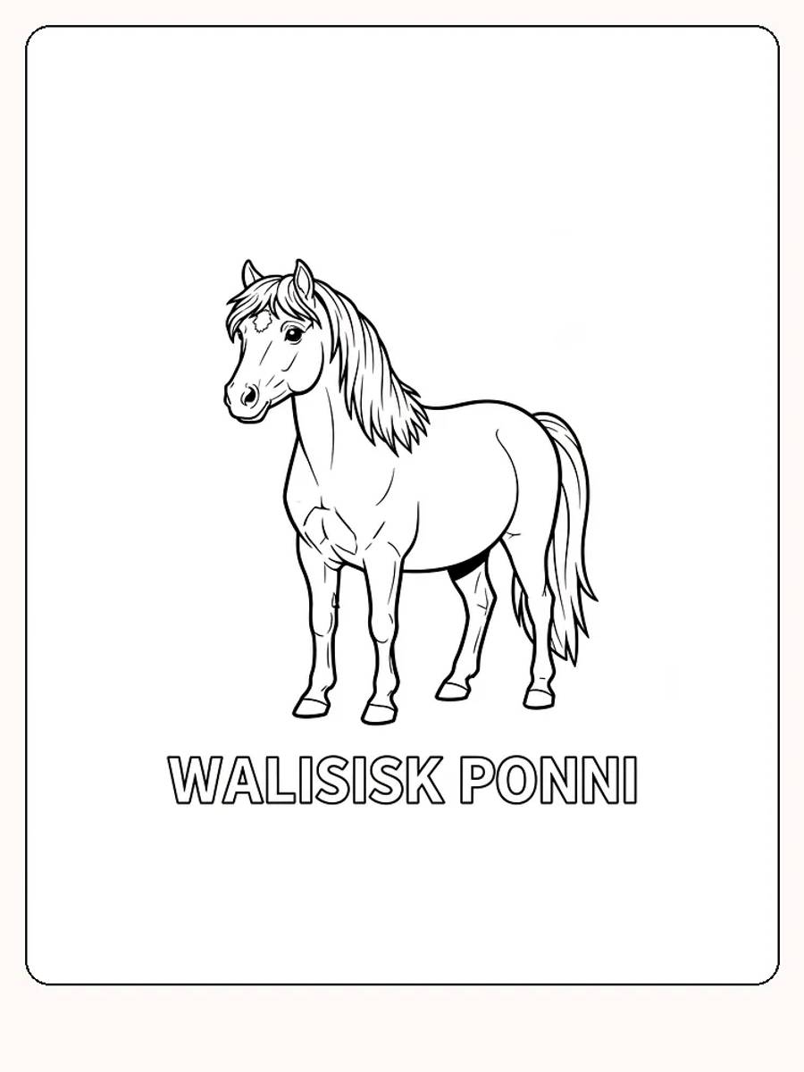 Fargeleggingsbilde av en walisisk ponni, perfekt for barn som elsker hester