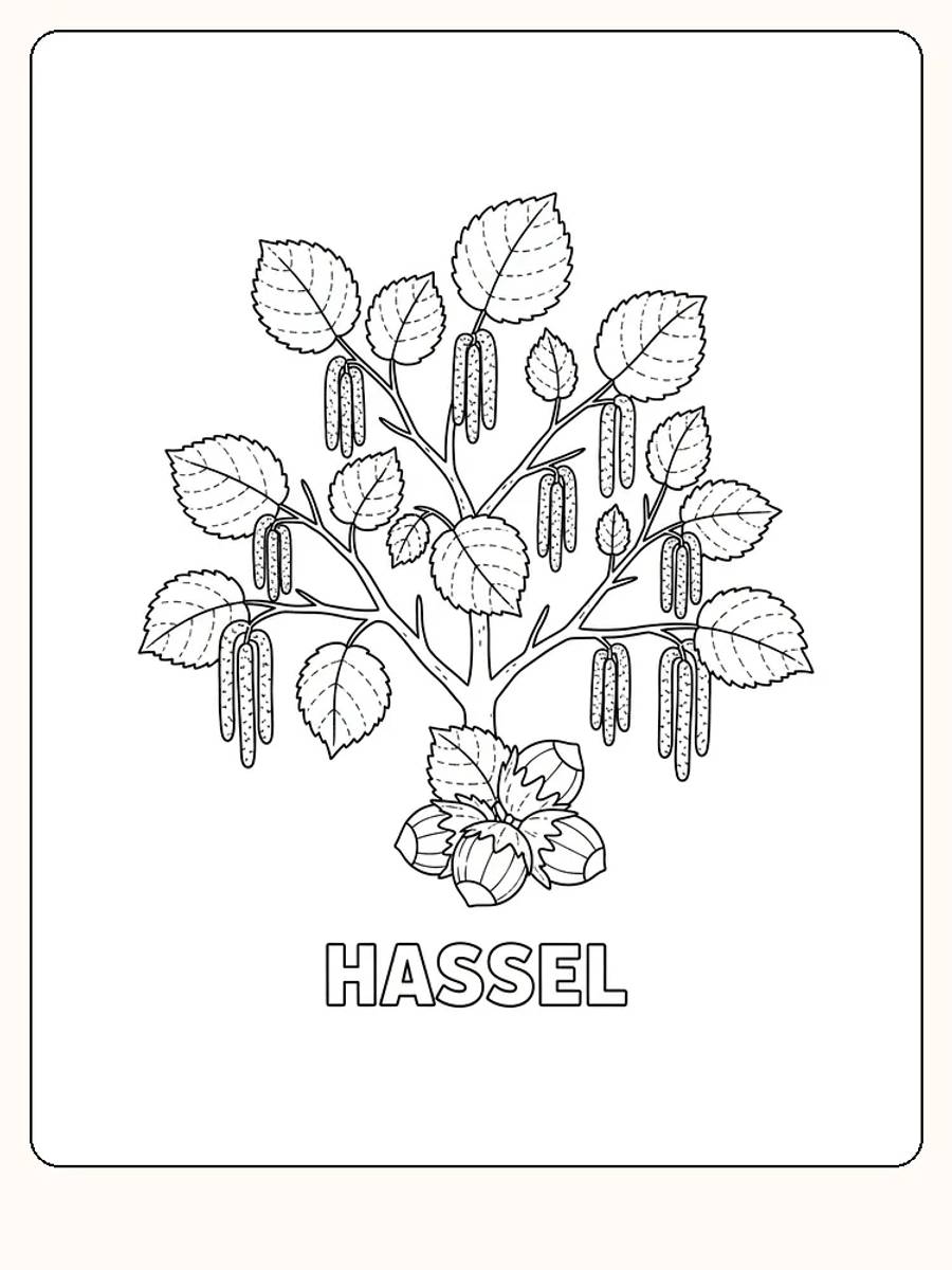 Fargeleggingsbilde av et hasseltre med blader og nøtter, klar for print