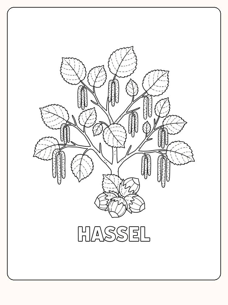 Fargeleggingsbilde av et hasseltre med blader og nøtter, klar for print