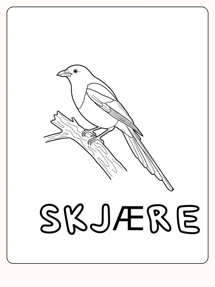 Tegning til fargelegging av en skjære som sitter på en gren, klar til utskrift