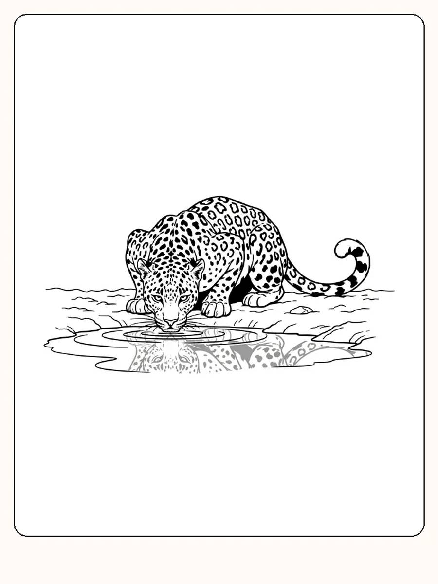 Fargeleggingsbilde av en leopard som drikker av en dam med speilbilde, klar for nedlasting