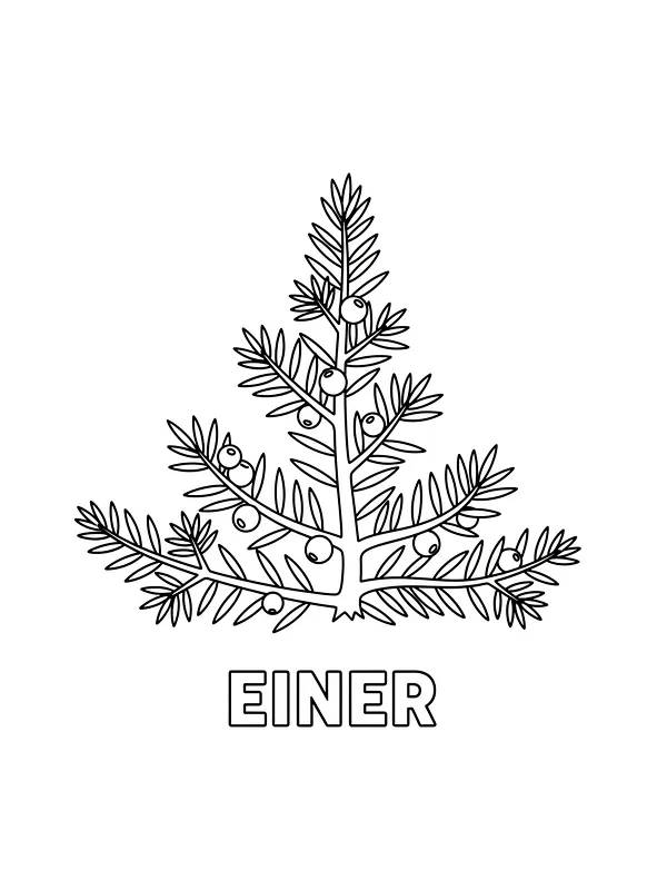 Einerbar med bær