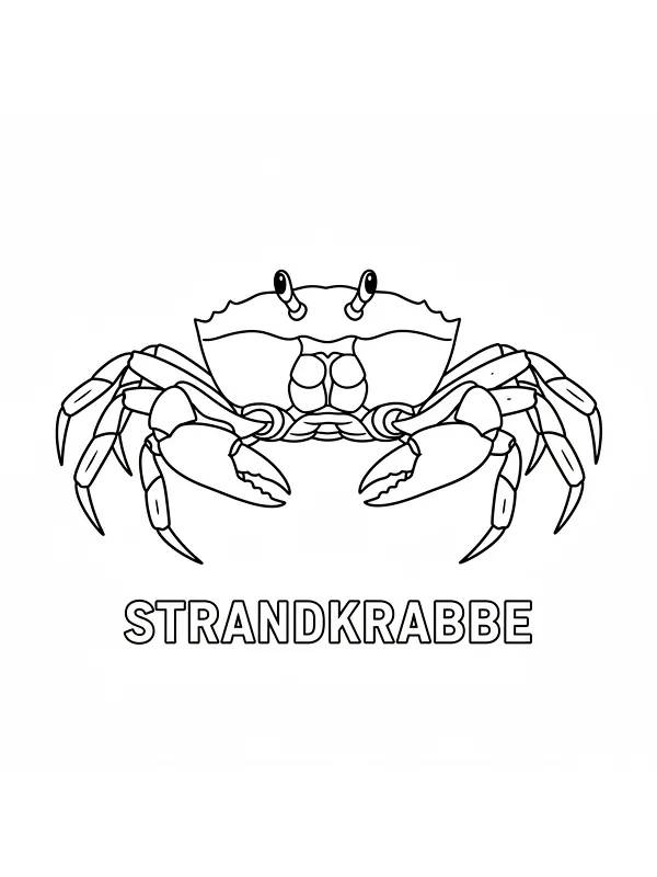 Strandkrabbe tegning, underkategori