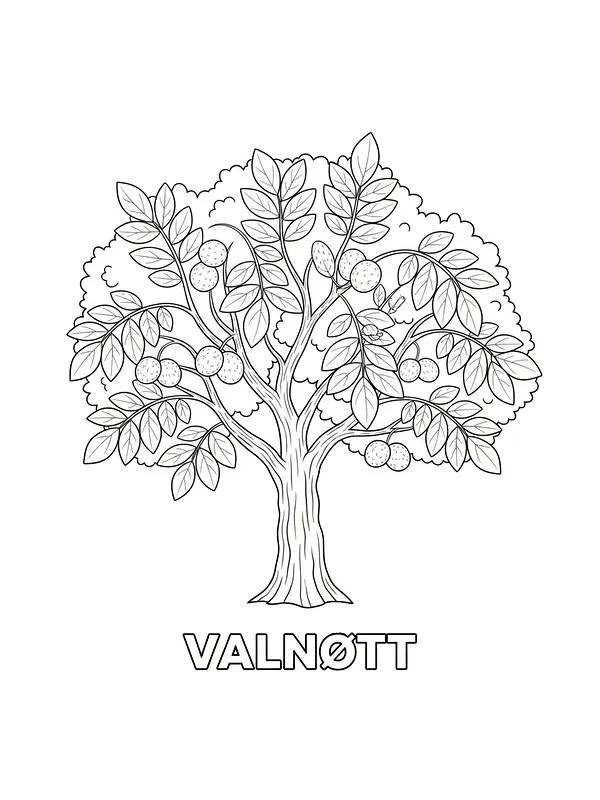 Valnøttre med blader og nøtter