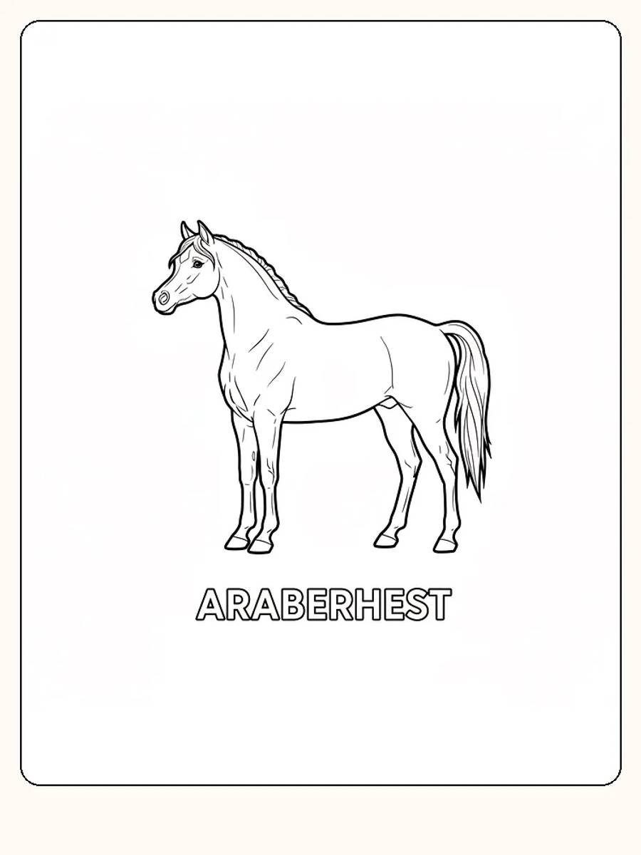Tegning af araberhest i profil til farvelægning, klar til print