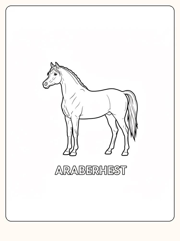 Tegning af araberhest i profil til farvelægning, klar til print