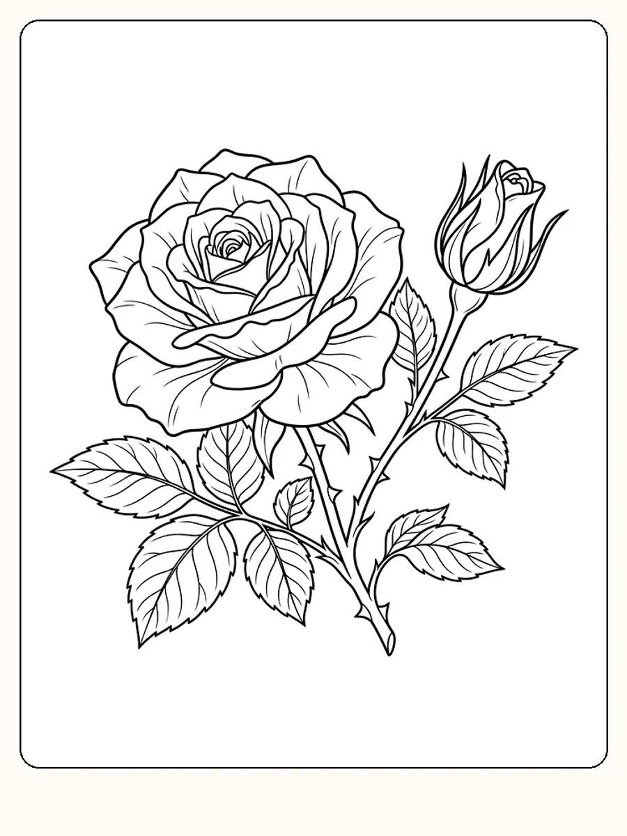 Stor rose i full blomst, lukket roseknopp på egen stilk, torner og taggete blader med nerver på hvit bakgrunn