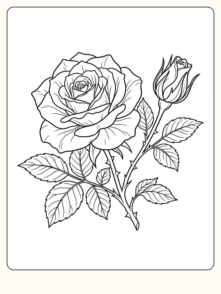 Stor rose i full blomst, lukket roseknopp på egen stilk, torner og taggete blader med nerver på hvit bakgrunn