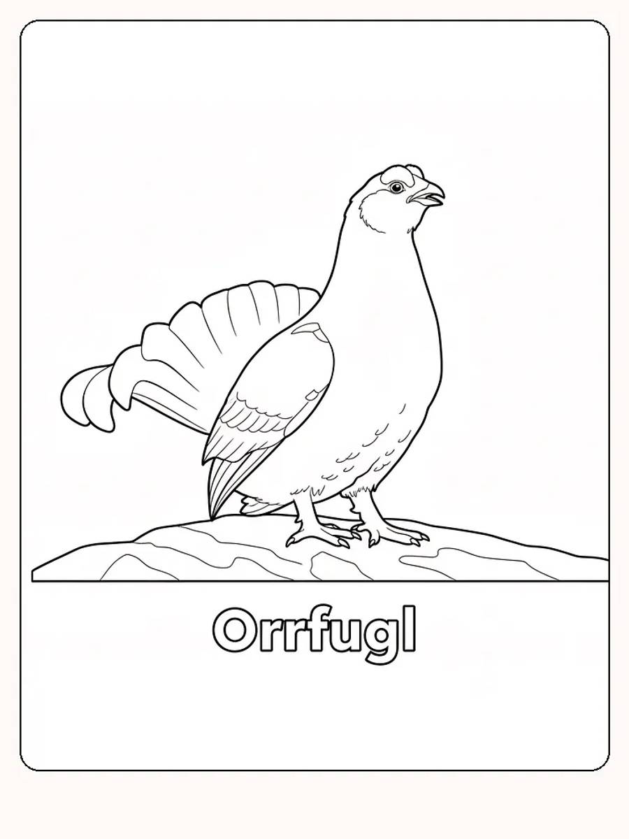 Fargeleggingstegning av en orrfugl stående på en stein, klar for utskrift