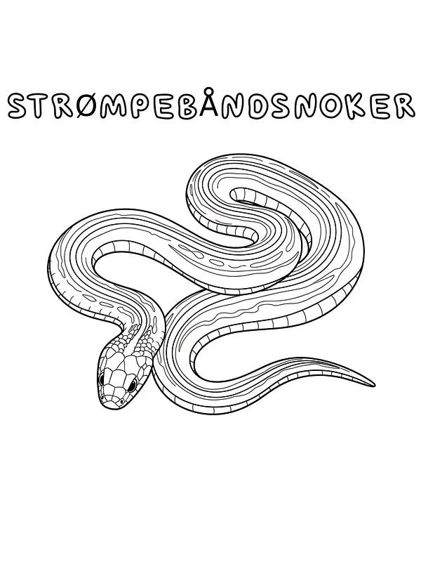 Strømpebåndsslange, underkategori