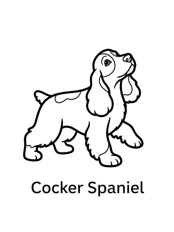 Cocker Spaniel hund, underkategori
