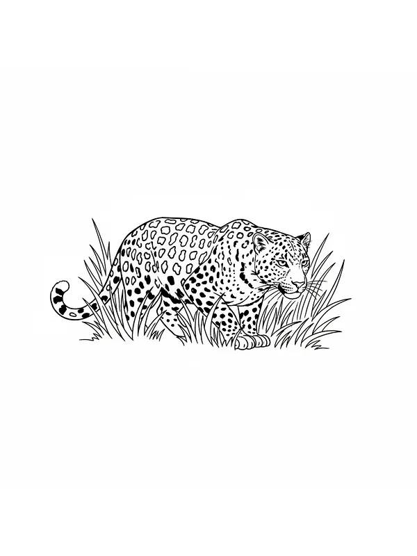 Leopard i gresset, underkategori