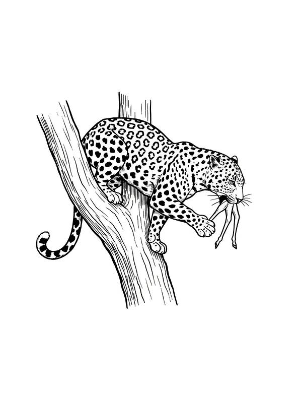 Leopard i et tre, underkategori