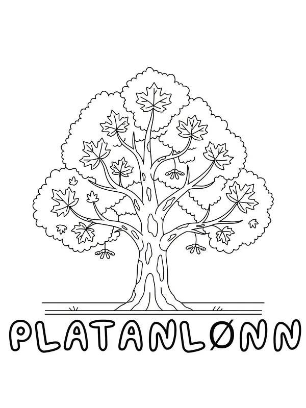 Platanlønn med stort løvtre