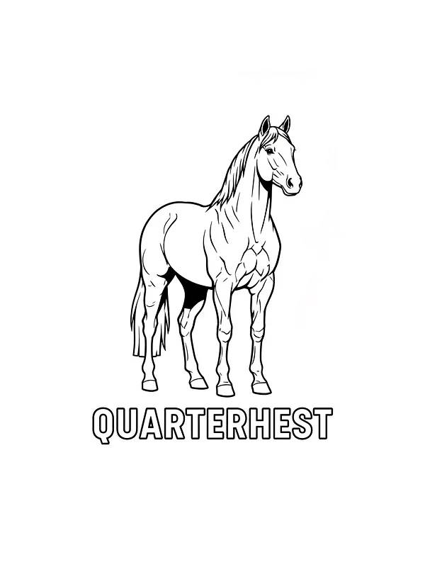 Quarterhest står stolt, underkategori