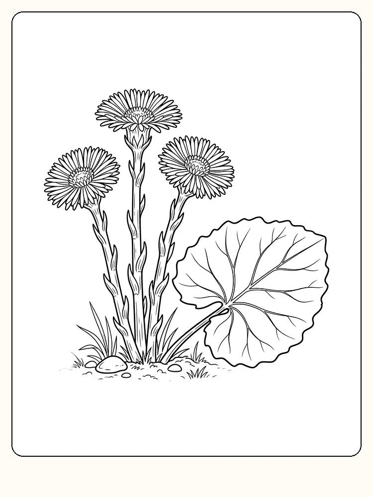 Tre hestehovblomster på skjellete stilker med et stort, rundt blad ved siden av, på en jordbakke med gress og steiner