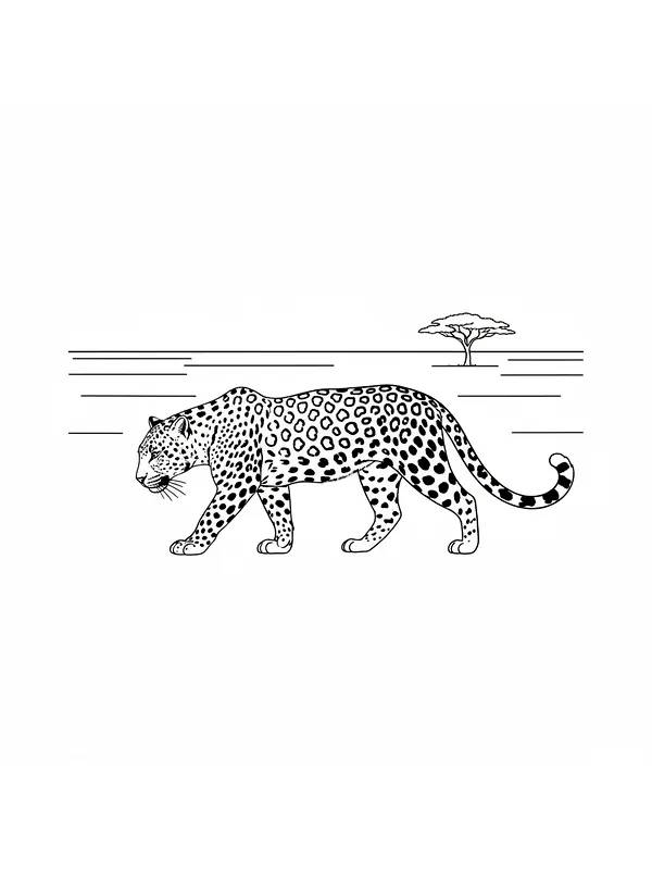 Gepard som går i savannen, underkategori