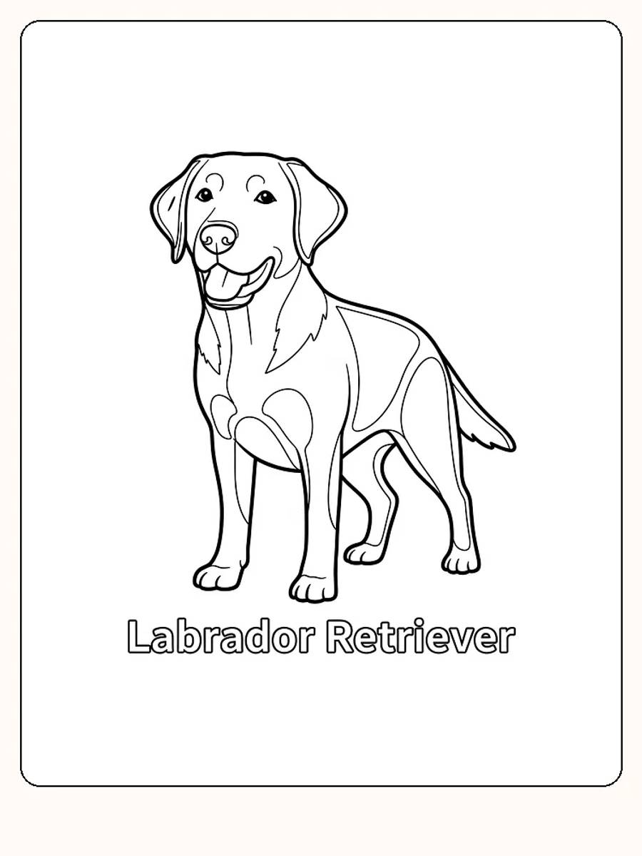 Fargeleggingstegning av en stående Labrador Retriever, klar for utskrift