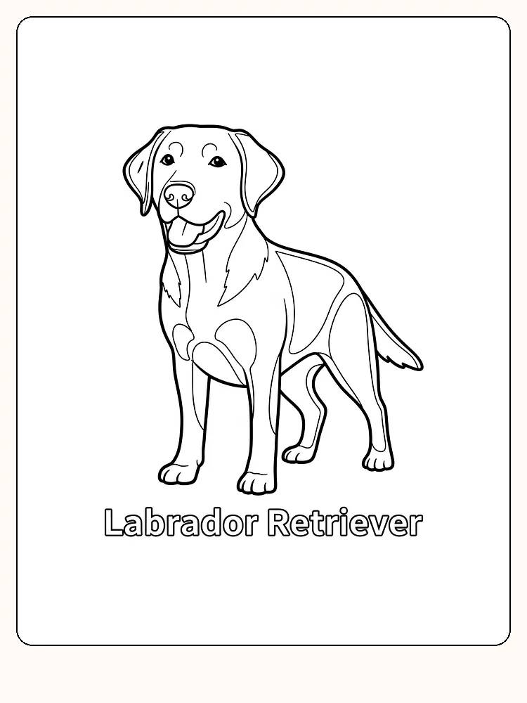 Fargeleggingstegning av en stående Labrador Retriever, klar for utskrift