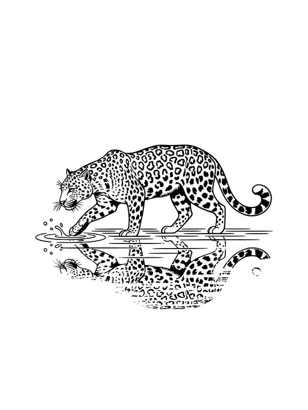 Leopard drikker ved vann, underkategori
