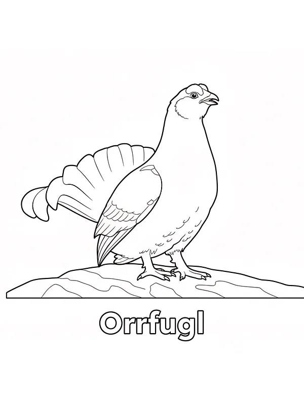 Orrfugl på stein, underkategori