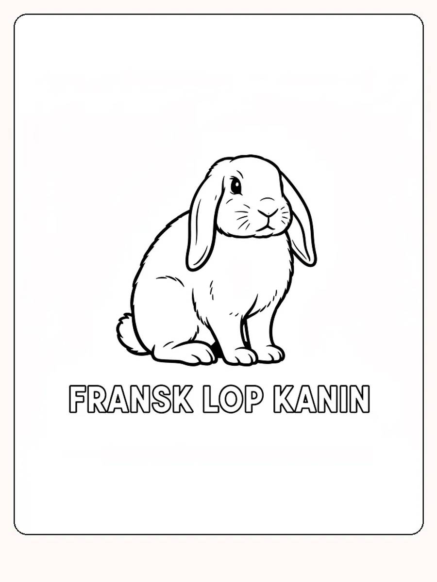Fargeleggingstegning av en sittende fransk løpkanin med store ører, klar for utskrift