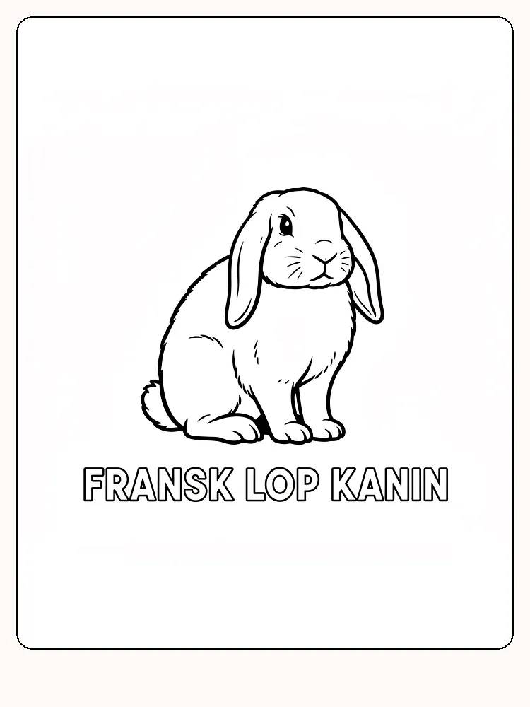 Fargeleggingstegning av en sittende fransk løpkanin med store ører, klar for utskrift