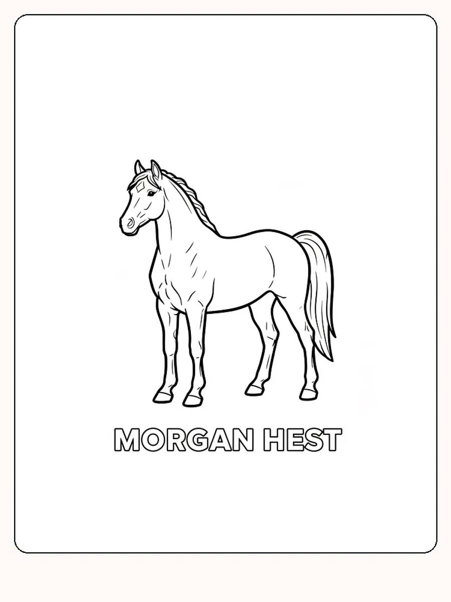 Tegning af en morganhest til farvelægning, ideel til at printe og farvelægge