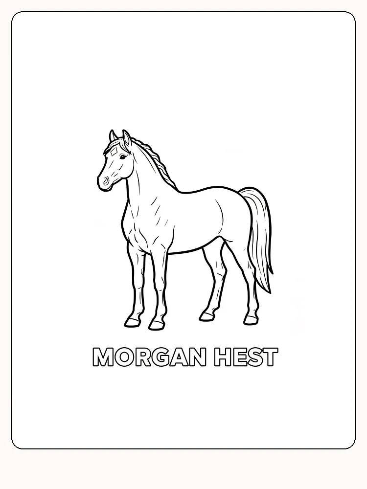 Tegning af en morganhest til farvelægning, ideel til at printe og farvelægge