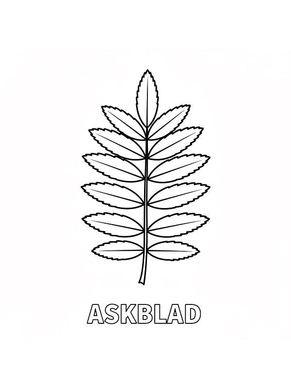 Askblad konturtegning, underkategori